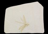 Fossil Dragonfly (Tharsophlebia) - Solnhofen Limestone #92468-1